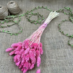 Pembe Kuş Otu Palaris Kurutulmuş Çiçek -YPC-232