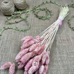 Pudra Kuş Otu Palaris Kurutulmuş Çiçek -YPC-233