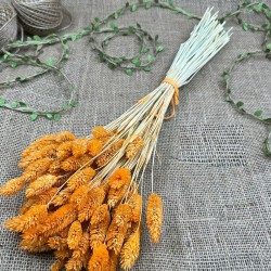 Turuncu Kuş Otu Palaris Kurutulmuş Çiçek -YPC-237