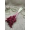 Bordo Kuş Otu Palaris Kurutulmuş Çiçek -YPC-239