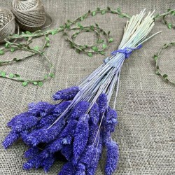 Lila Kuş Otu Palaris Kurutulmuş Çiçek -YPC-240