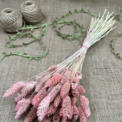 Pudra Kuş Otu Palaris Kurutulmuş Çiçek -YPC-241