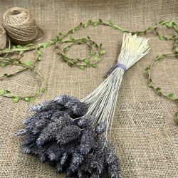 Koyu Gri Kuş Otu Palaris Kurutulmuş Çiçek -YPC-243