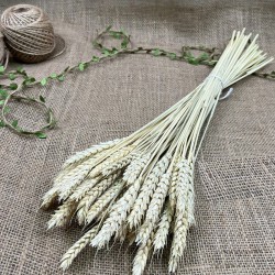 Krem Şoklanmış Başak Demeti Kuru Çiçek-YPC-244